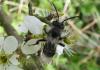 Andrena cineraria